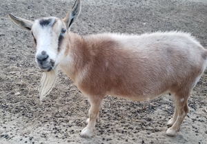 Nigerian Dward dairy goats for sale in NM